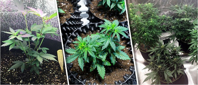 Coltivare Cannabis Su Terreno Indoor Coltivare Cannabis Su Terreno Indoor