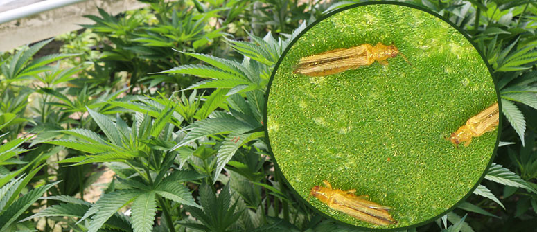 Come Individuare e Gestire i Tripidi sulle Piante di Marijuana Come Individuare e Gestire i Tripidi sulle Piante di Marijuana