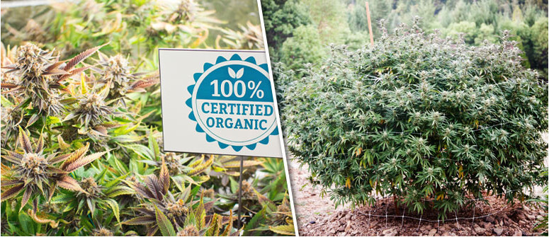 8 validi motivi per coltivare la marijuana biologicamente 8 validi motivi per coltivare la marijuana biologicamente