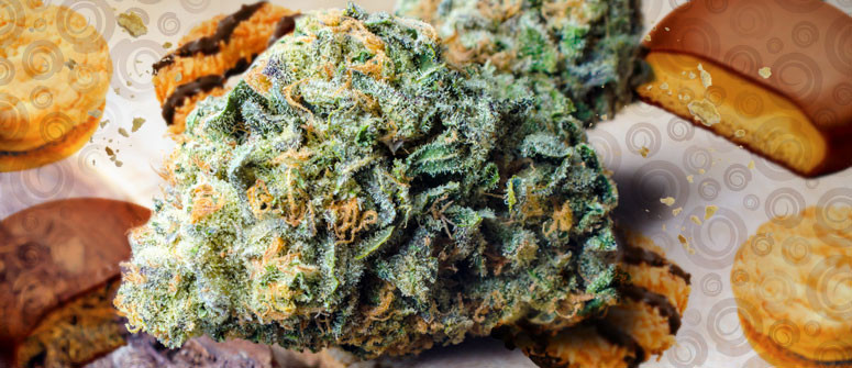 Girl Scout Cookies: recensione varietà di cannabis