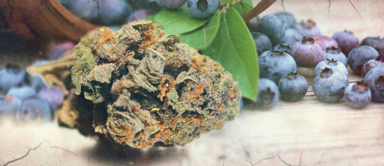 Le origini della genetica Blueberry