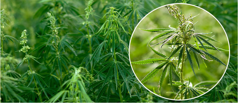 Cos'è La Cannabis Ruderalis?