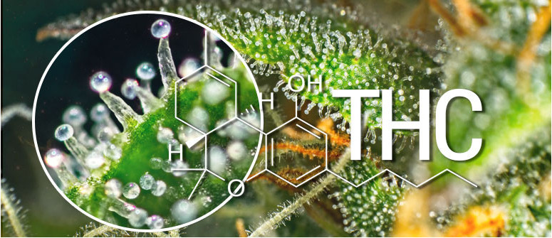 Cos'è Il THC (delta-9-tetraidrocannabinolo)?