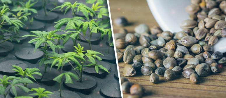 Per coltivare cannabis è meglio partire da seme o da clone? Per coltivare cannabis è meglio partire da seme o da clone?