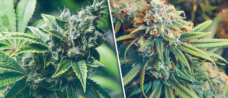 12 Cose importanti da sapere prima di iniziare a coltivare cannabis