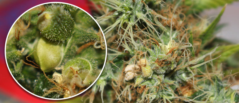 Come Gestire le Piante di Cannabis Ermafrodite