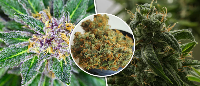 Cosa Sono le Varietà di Cannabis 'Kush'?