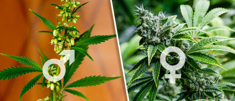 Qual è la Differenza tra le Piante di Cannabis Maschio e Femmina?