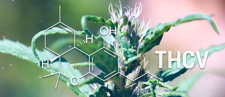 Cos'è il THCV (Tetraidrocannabivarina)?