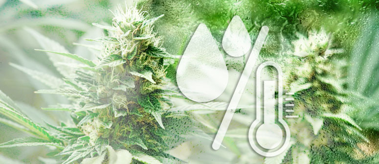 I livelli di umidità ottimali per la coltivazione della cannabis I livelli di umidità ottimali per la coltivazione della cannabis