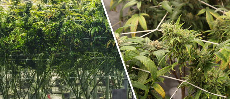 La Tecnica Colturale Screen Of Green (ScrOG) La Tecnica Colturale Screen Of Green (ScrOG)