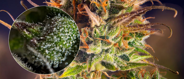 Tricomi della cannabis: cosa sono e perché sono importanti? Tricomi della cannabis: cosa sono e perché sono importanti?