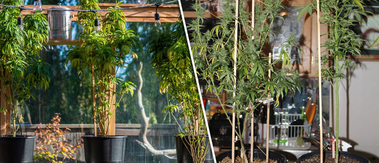 Come evitare l'allungamento delle piante di cannabis Come evitare l'allungamento delle piante di cannabis