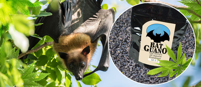 Coltivare Cannabis Con Guano Di Pipistrello Coltivare Cannabis Con Guano Di Pipistrello