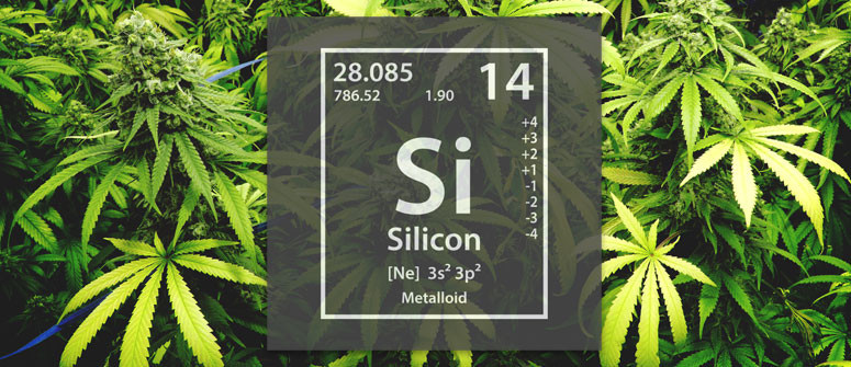 Come Usare Il Silicio Per Migliorare Crescita & Rese Della Cannabis Come Usare Il Silicio Per Migliorare Crescita & Rese Della Cannabis
