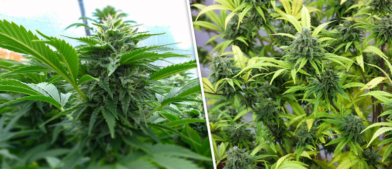 Cosa Sono le Varietà di Cannabis Autofiorenti? Cosa Sono le Varietà di Cannabis Autofiorenti?
