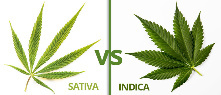 Infografica: le differenze tra cannabis sativa ed indica