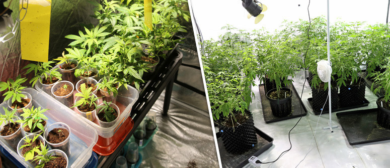 Come Organizzare una Perfetta Grow Room per la Cannabis