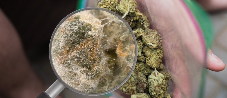 Come riconoscere una marijuana contaminata Come riconoscere una marijuana contaminata