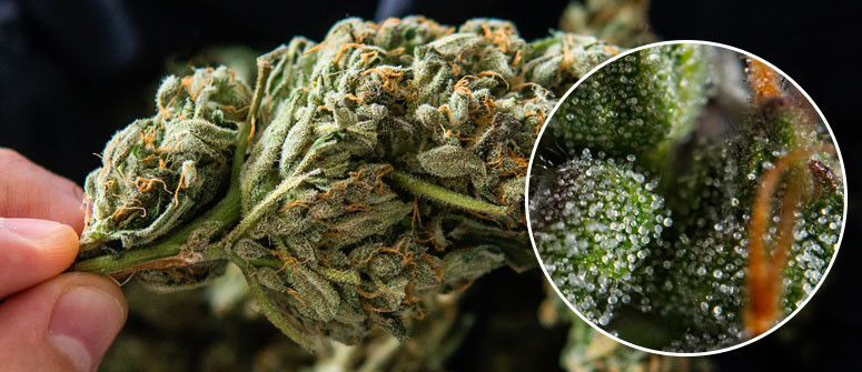 La marijuana è diventata davvero più forte?