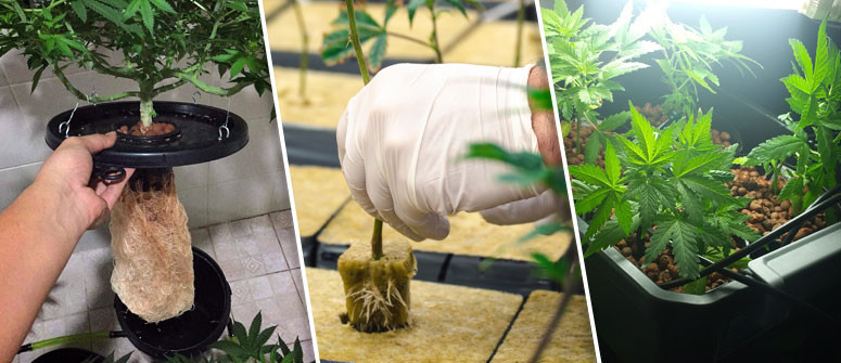 Vantaggi e svantaggi della coltivazione di marijuana in idroponica