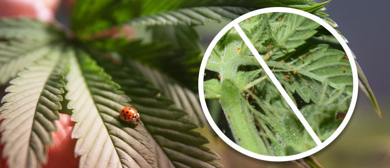 Usare le Coccinelle per Proteggere le Piante di Cannabis