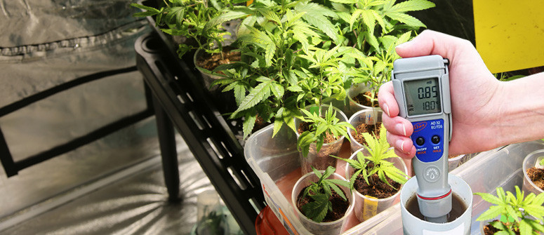Il tasso di Conduttività Elettrica ideale per le piante di cannabis