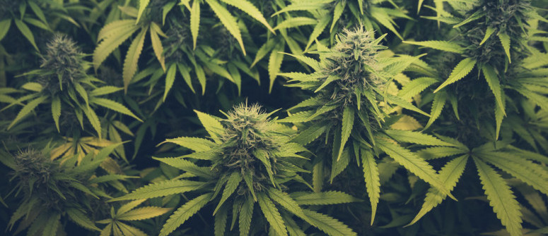 Foglie Prendisole della Cannabis: Cosa Sono e Come Utilizzarle