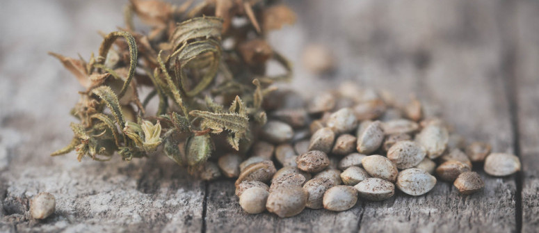 Come Sfruttare al Meglio i Semi di Cannabis Avanzati