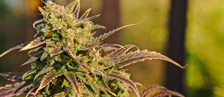 Le 10 varietà di cannabis più emblematiche