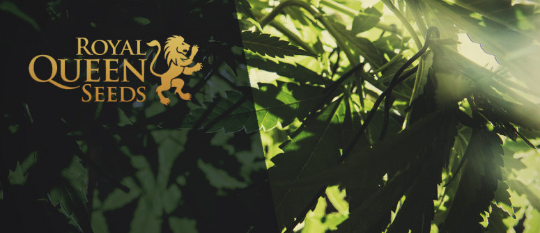 Review Di Royal Queen Seeds – Una Grande Seedbank Europea Review Di Royal Queen Seeds – Una Grande Seedbank Europea