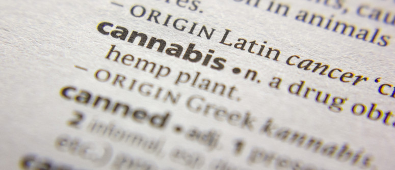 Terminologia della cannabis: tutti i termini più utilizzati