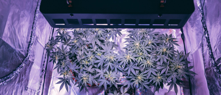 Come costruire un grow box fai-da-te per cannabis con poco budget