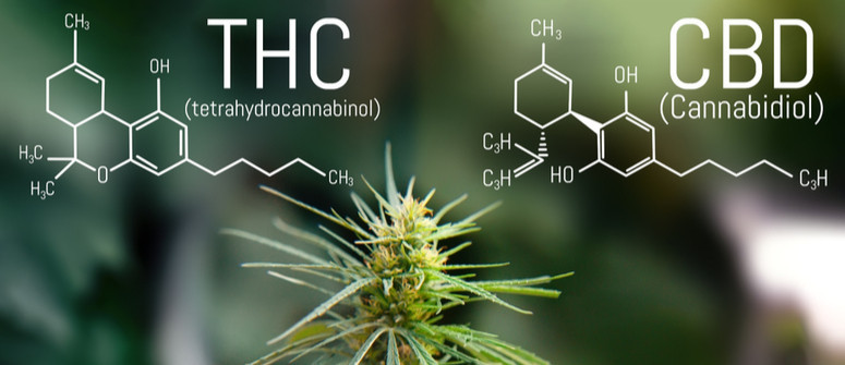 Qual è il Miglior Rapporto CBD:THC nella Cannabis?