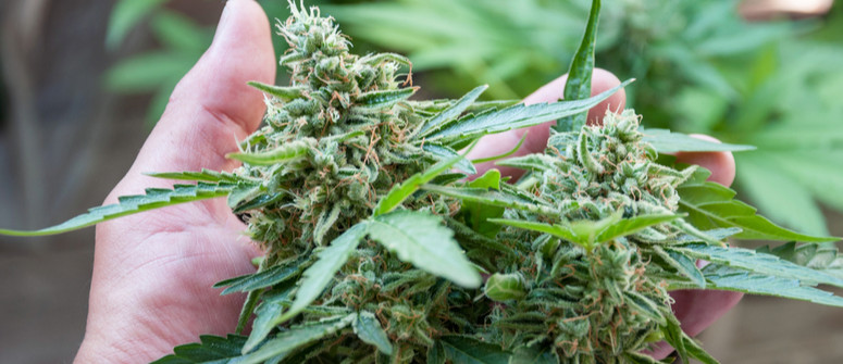 Cannabis Artigianale: Tutto Ciò Che C'è da Sapere