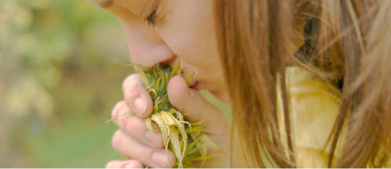 Le 10 migliori varietà di cannabis che fanno poco odore