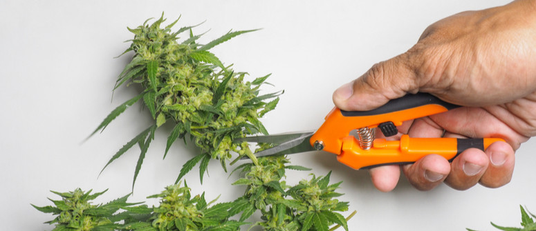 Come Pulire le Forbicine per Potare la Cannabis
