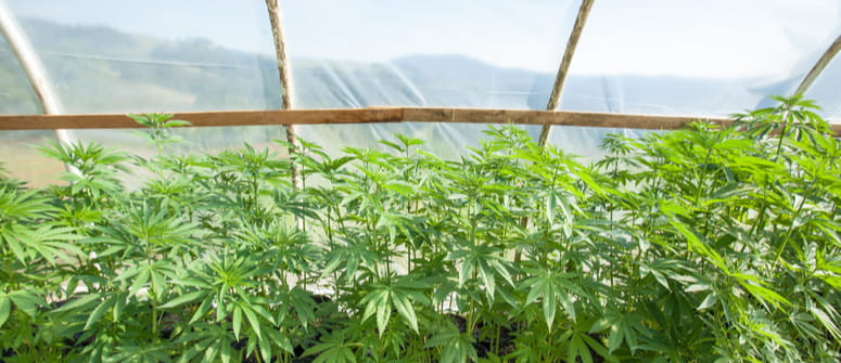 Come Costruire una Serra per la Coltivazione di Cannabis