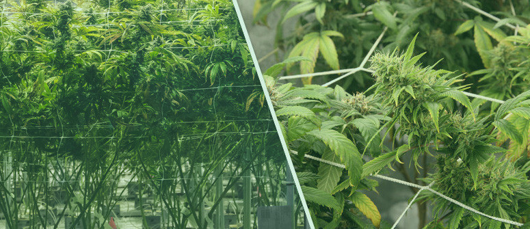 Guida alla Tecnica Screen of Green (ScrOG)