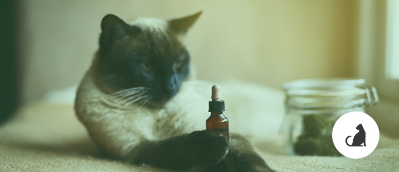 La cannabis è sicura per gli animali domestici?