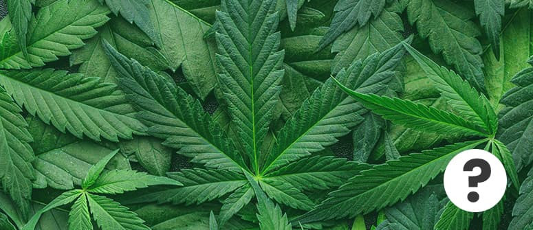 Foglie a ventaglio della cannabis: Cosa sono e come usarle