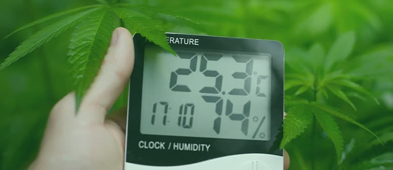 Temperatura ed umidità relativa ottimali per coltivare cannabis