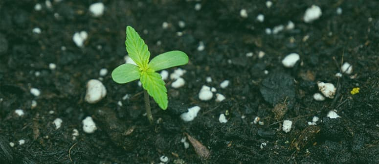 Concime organico vs artificiale: Cosa è meglio per la cannabis?