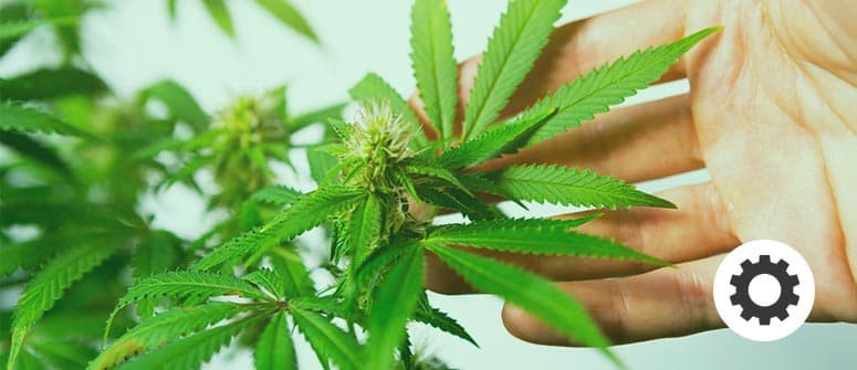 Come creare varietà di cannabis autofiorenti