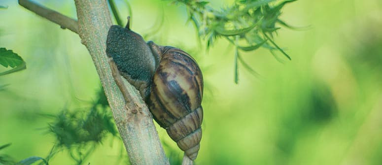 Come proteggere le piante di cannabis da chiocciole e lumache