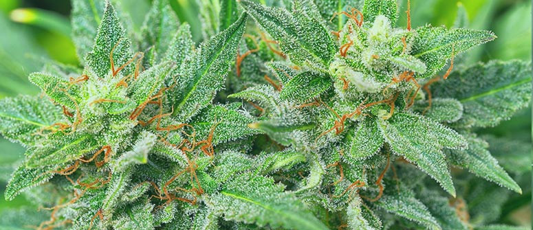 Come coltivare insieme varietà di cannabis fotoperiodiche ed autofiorenti