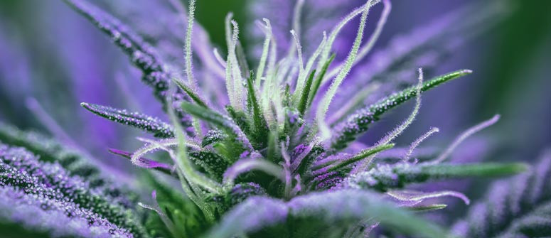 Da quando si inizia a contare la fase di fioritura della cannabis?