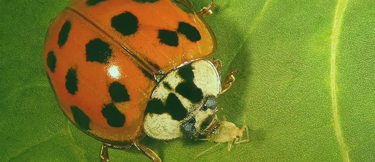 Come usare le coccinelle per allontanare i ragnetti rossi