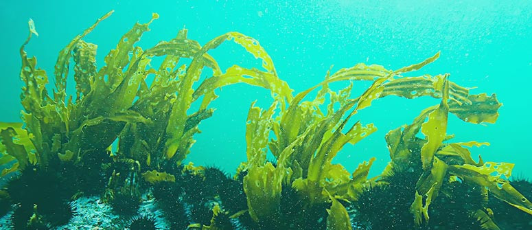 Perché dovresti usare le alghe per coltivare la tua cannabis?