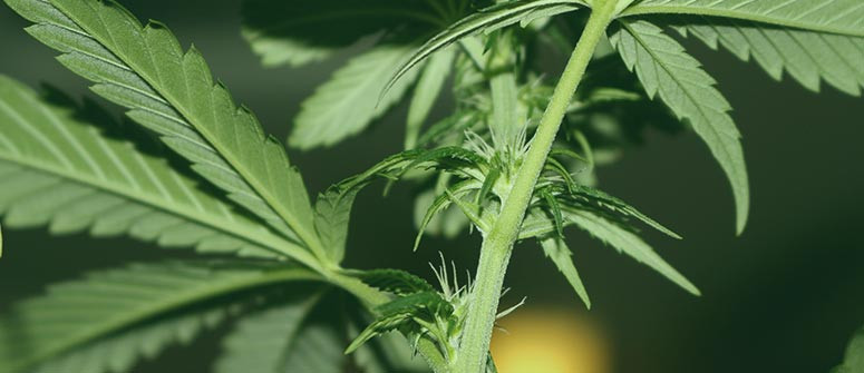 Cosa Sono I Nodi E Gli Internodi Della Pianta Di Cannabis?